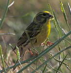 Serin cini