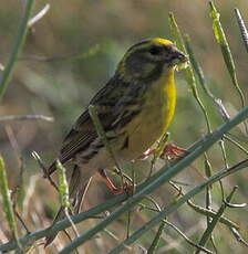 Serin cini