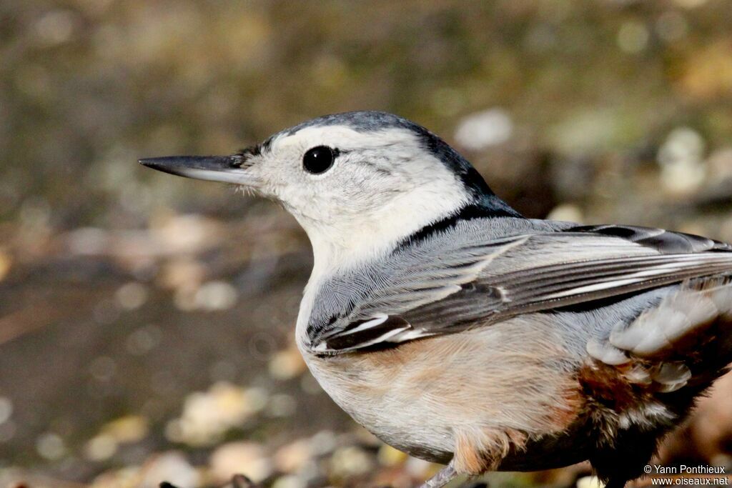 White-breasted Nuthatch