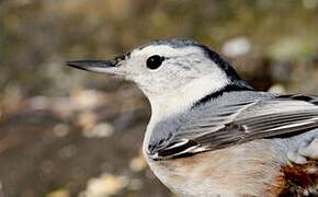 White-breasted Nuthatch