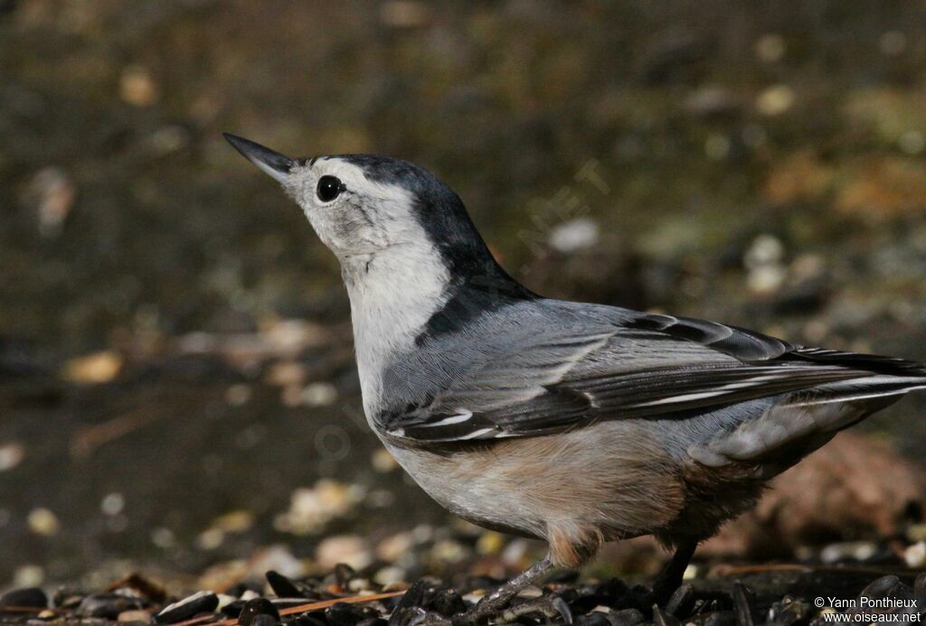 White-breasted Nuthatch