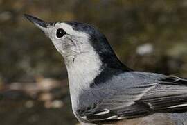 White-breasted Nuthatch