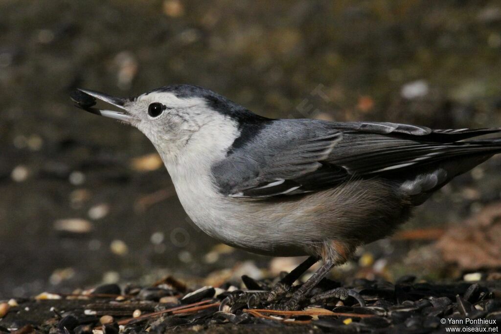 White-breasted Nuthatch