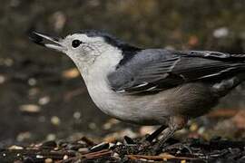 White-breasted Nuthatch