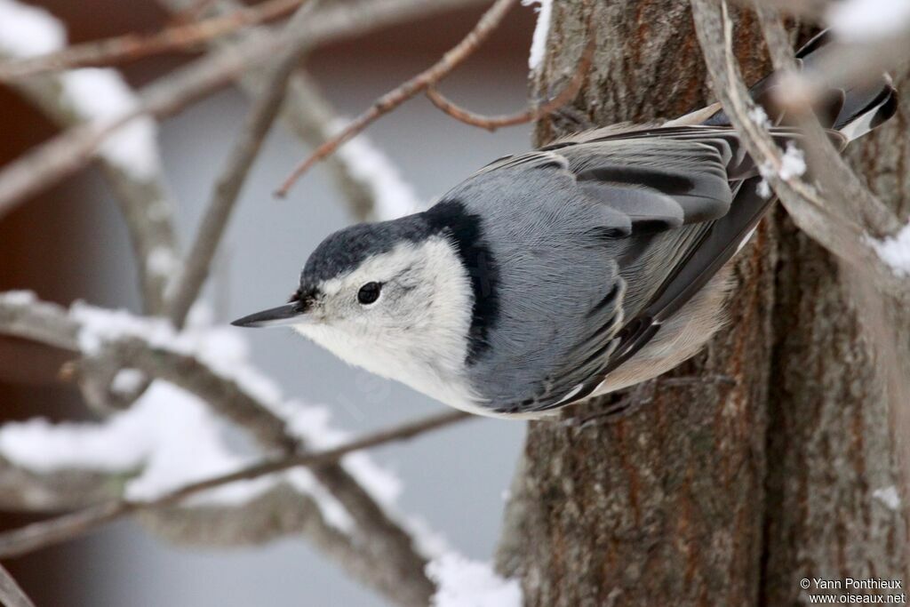 White-breasted Nuthatch