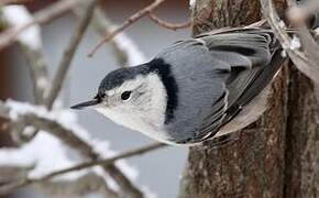 White-breasted Nuthatch