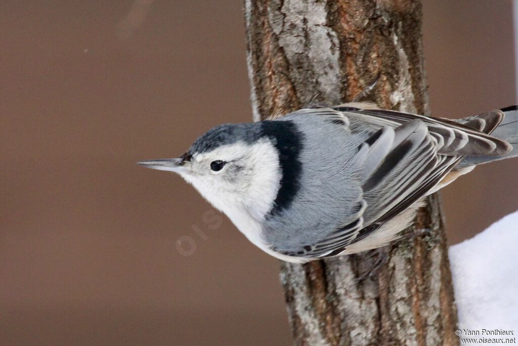 White-breasted Nuthatch