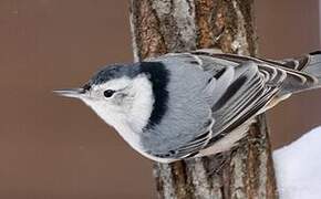 White-breasted Nuthatch