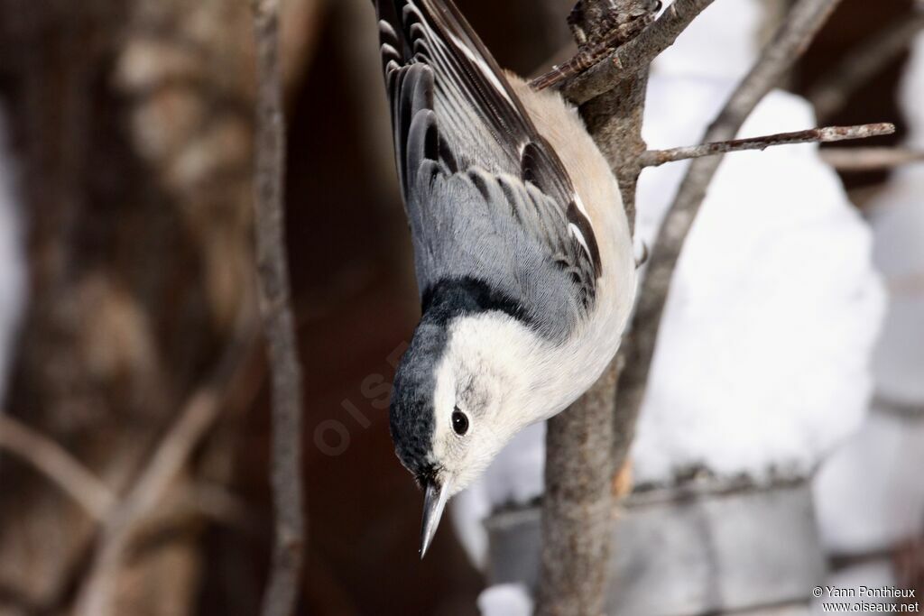 White-breasted Nuthatch