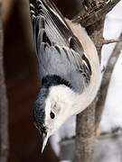 White-breasted Nuthatch