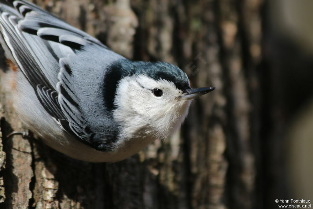 White-breasted Nuthatch