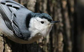 White-breasted Nuthatch