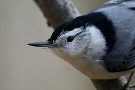 White-breasted Nuthatch