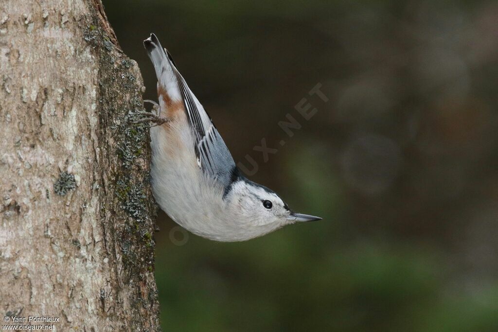 White-breasted Nuthatch