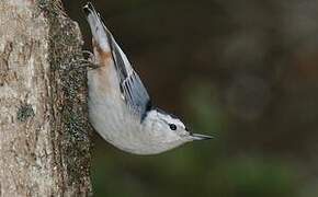 White-breasted Nuthatch