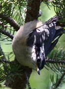 Red-breasted Nuthatch