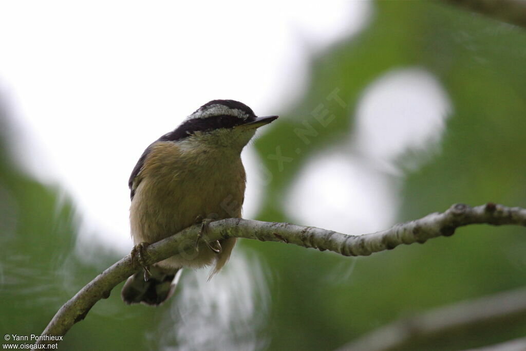 Red-breasted Nuthatch