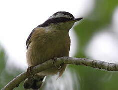 Red-breasted Nuthatch