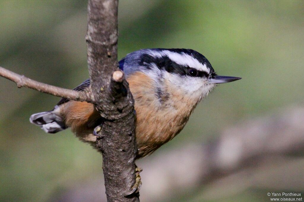 Red-breasted Nuthatch