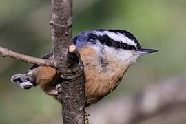 Red-breasted Nuthatch