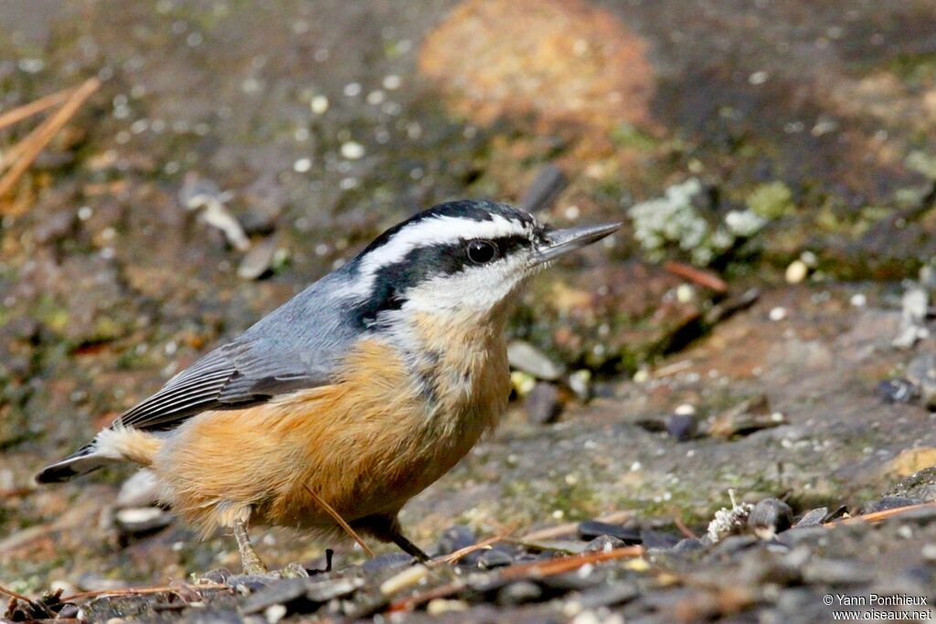 Red-breasted Nuthatch