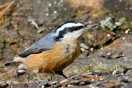 Red-breasted Nuthatch