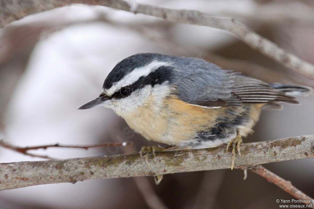 Red-breasted Nuthatch