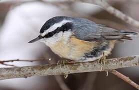 Red-breasted Nuthatch