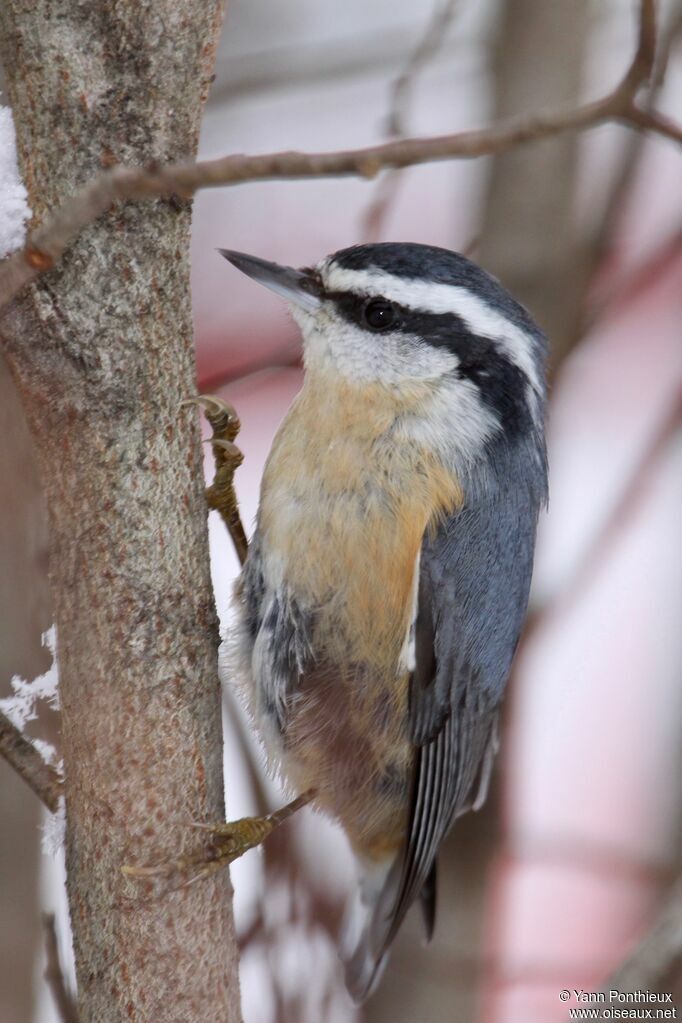 Red-breasted Nuthatch