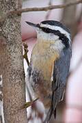 Red-breasted Nuthatch