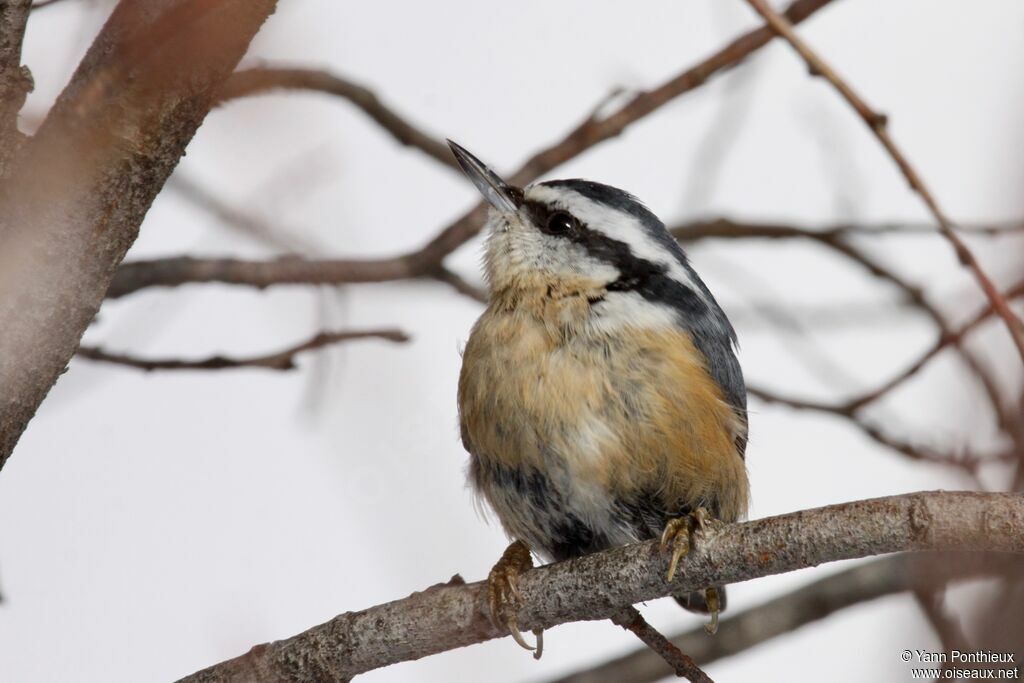 Red-breasted Nuthatch