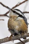 Red-breasted Nuthatch