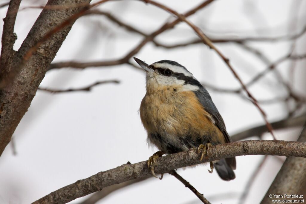 Red-breasted Nuthatch