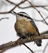 Red-breasted Nuthatch