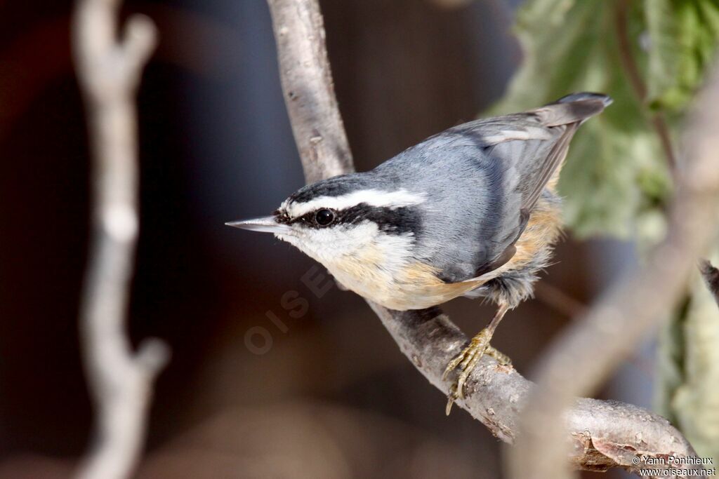 Red-breasted Nuthatch