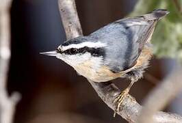 Red-breasted Nuthatch