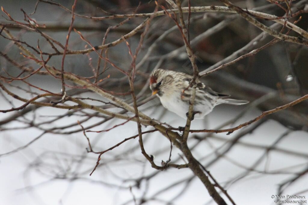 Common Redpoll