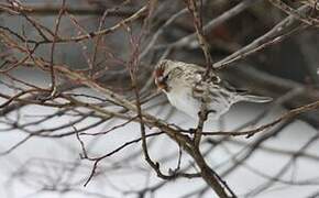 Common Redpoll