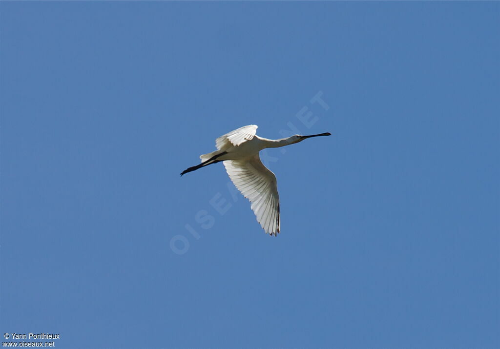 Eurasian Spoonbill