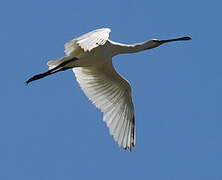 Eurasian Spoonbill