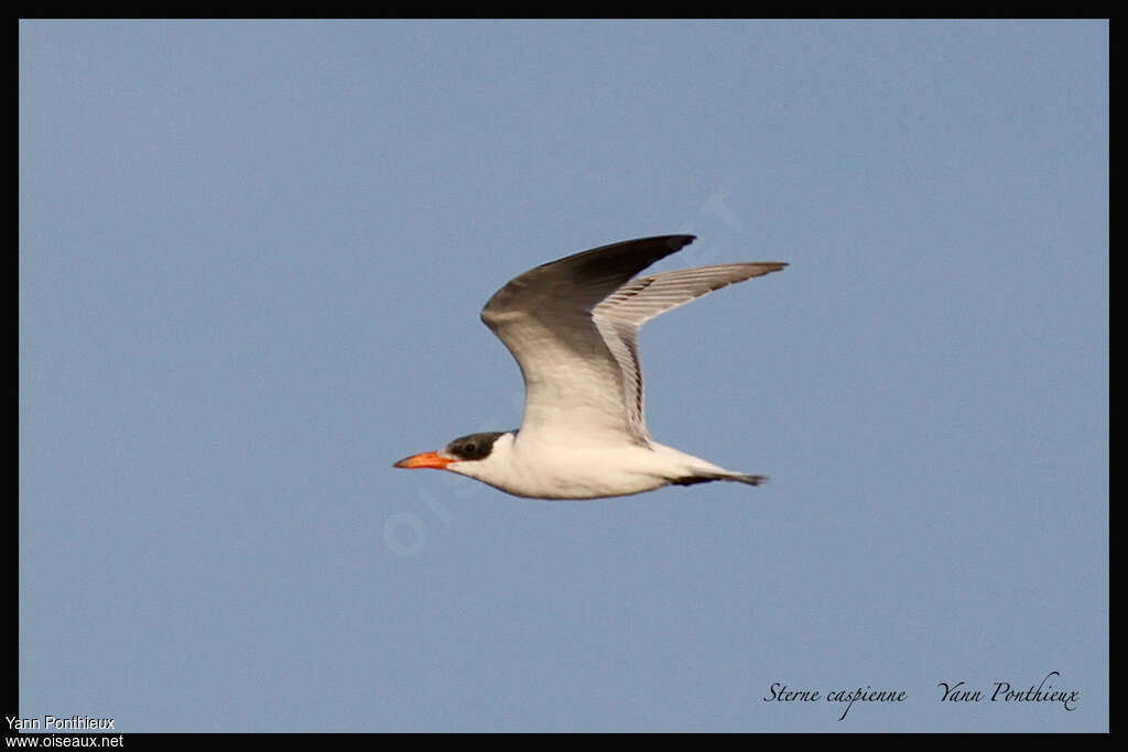 Caspian Ternjuvenile, Flight