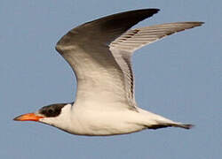 Caspian Tern