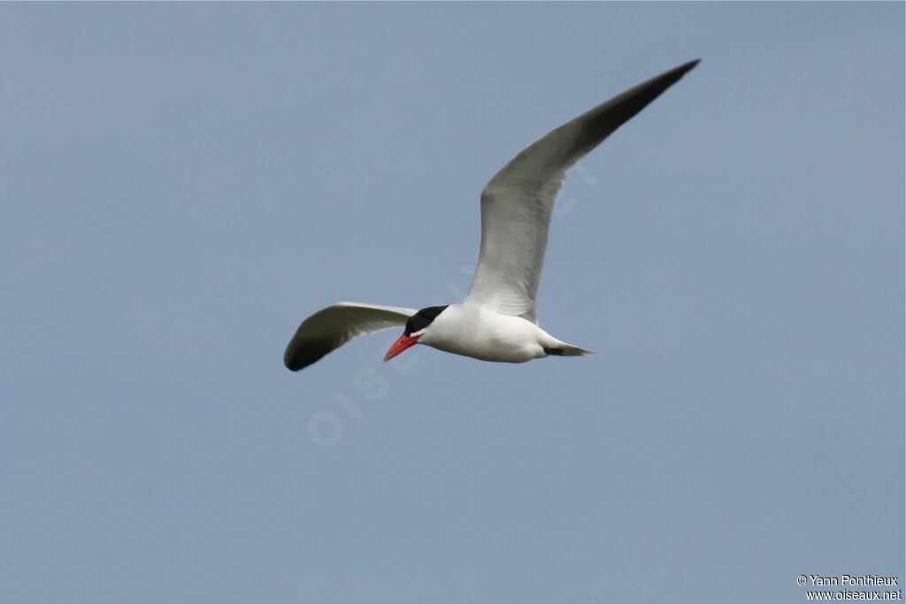 Caspian Tern