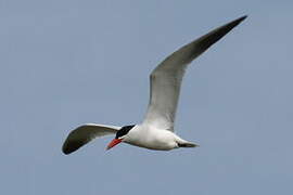 Caspian Tern