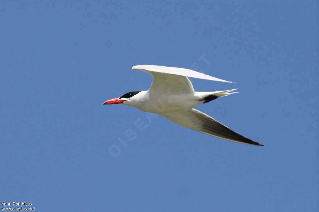 Caspian Ternadult breeding, pigmentation, Flight