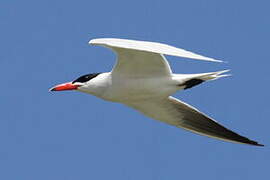 Caspian Tern