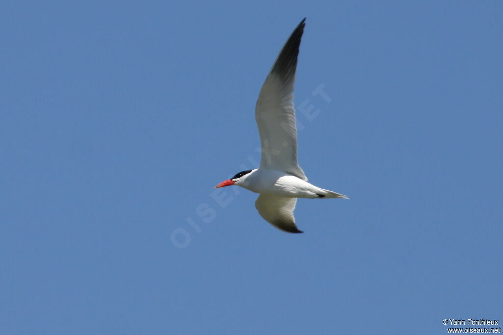 Caspian Tern