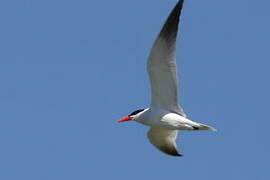 Caspian Tern