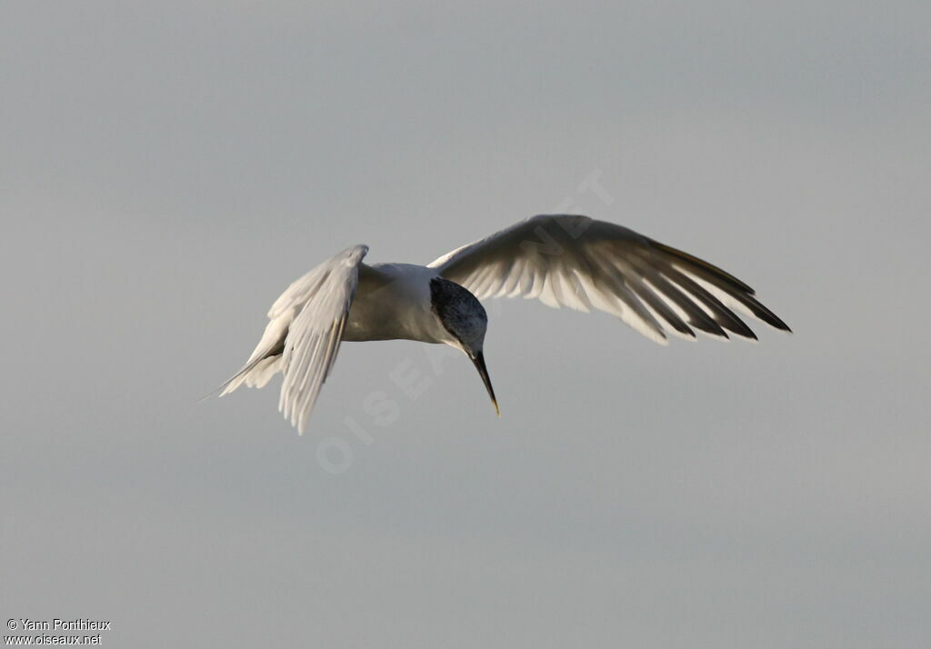 Sandwich Ternadult post breeding, Flight