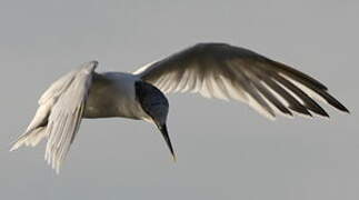 Sandwich Tern